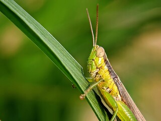 Portrait of Green Grasshopper (Oxya hyla): Macro Photography on Plant Stem with Bokeh Background.