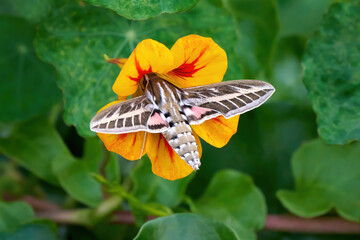 Linienschwärmer (Hyles livornica) auf Nahrungssuche mit dem Kopf in der Blüte einer Großen...