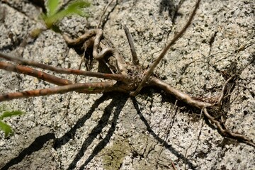 Deutzia uniflora, called Maehwamalbaldori in Korea, is a deciduous shrub. It produces single white blossoms in spring, growing in mountain valleys and valued for its ornamental landscaping use.