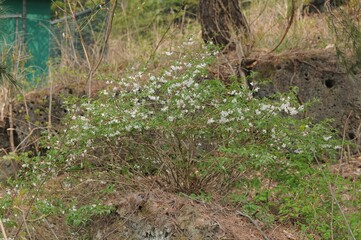 Deutzia uniflora, called Maehwamalbaldori in Korea, is a deciduous shrub. It produces single white blossoms in spring, growing in mountain valleys and valued for its ornamental landscaping use.