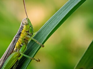 Insect Life (Oxya hyla) in the Garden: Detailed Photo of a Grasshopper on a Wild Grass Leaf.