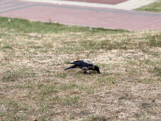 Crow pecking ground for food on grassy park surface. Wildlife adaptation, foraging behavior and avian survival with ecological observation and natural presence.