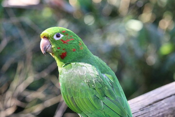 Periquito - Fauna Brasileira