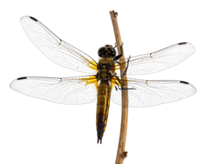 side view of a dragonfly isolated on white background,PNG