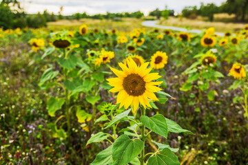 Bright sunflower blooming in summer field with many flowers and a winding path in background. Sweden.