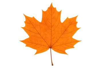Vibrant orange maple leaf on transparent background representing autumn