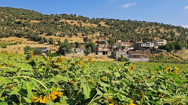A blooming sunflower farm beside a hillside village under a clear sky &mdash; a peaceful rural scene blending agriculture, nature, and traditional countryside charm.  
📍Marivan, Kurdistan