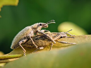 Proboscis Beetles (Curculionidae) Mating on Green Leaf Tops: Macro Photography of the Reproductive Process.