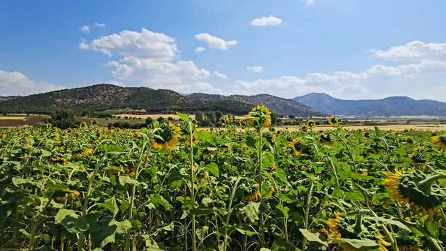 A vast sunflower farm in full bloom stretches beneath a partly cloudy sky, backed by forested hills &mdash; a vibrant rural landscape blending agricultural richness with natural serenity.  
📍Marivan