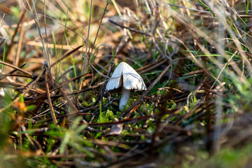 Little white toxic mushroom on the autumnal forest floor 