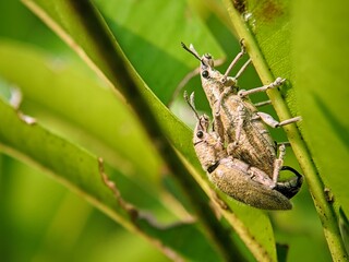 Close-up Detail of a Proboscis Beetle (Curculionidae): Close-up on a Textured Leaf Surface.