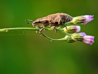 Hairy Proboscis Beetles (Curculionidae) Basking: Macro Close-up of Insect on Flower Stem.