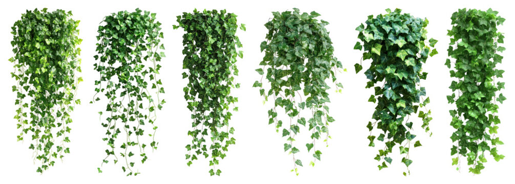 Lush cascading green foliage