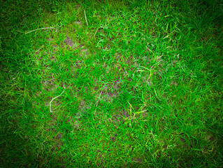 Fresh Green Grass Texture Background