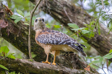 Red Shouldered Hawk (Buteo lineatus) standing on a branch in Silver Springs State Park in Silver Springs, Florida
