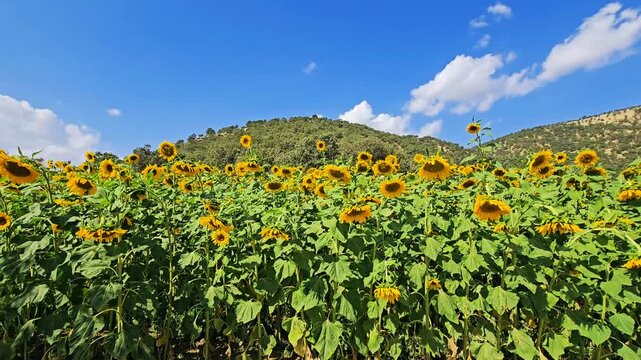 A sunflower farm in full summer bloom beneath a blue sky with scattered clouds, radiating warmth, color, and the serene charm of rural nature.  
📍Marivan, Kurdistan 