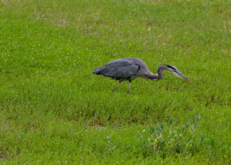 Great Blue Heron stalking prey in marsh.