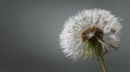 Delicate dandelion seed head bathed in soft light against a moody gray background