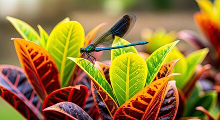 Dragonfly Perched on Vibrant Leaves 