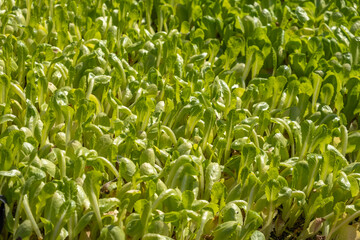 Salat Romana in the garden.