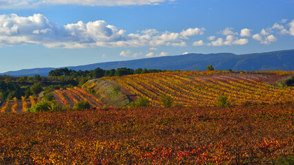 Vineyards in autumn foliage in the Tarragon&egrave;s region.