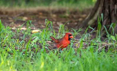 Male cardinal standing in grass