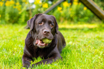 Chocolate Labrador retriever lying on grass and holding tennis ball in mouth at dog agility training ground. Resting after fetch activity. Pet play and training concept