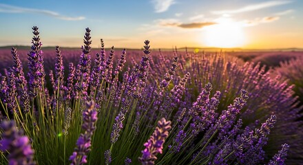 Lavender Field Sunset.