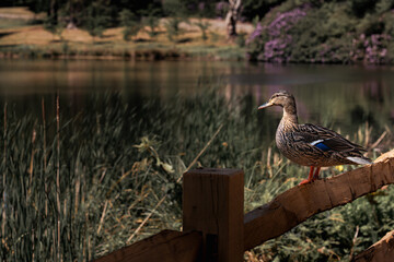 Mallard duck (Anas platyrhynchos) standing on a wooden fence with a pond and forest in the background, showing natural wildlife scene.