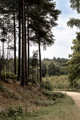 Autumn pine forest scenery with many tree trunks and fallen needles covering the ground, creating a mix of darkness and light in a remote woodland.