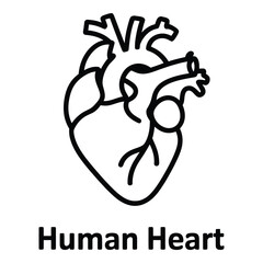 Anatomical heart illustration simple drawing of the human heart for medical or educational use case silhouette