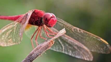Red Dragonfly (Trithemis) Basking in the Sun: Morning Nature Photo.