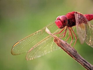 Red Dragonfly (Trithemis) on Green Background: Color Contrast Composition.