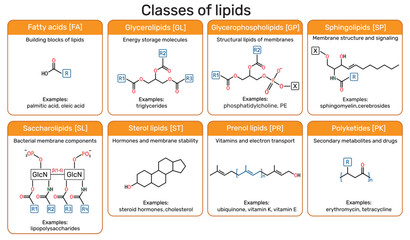 Classes of lipids infographic: fatty acids, glycerolipids, glycerophospholipids, sterol, prenol lipids, saccharolipids, polyketides