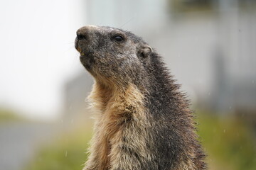 Stehendes Murmeltier nah