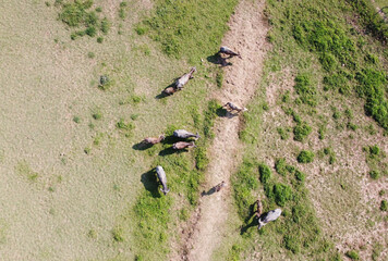Aerial view of a herd of buffalo on a green grass field, drone photography.