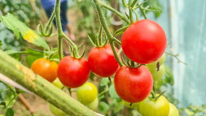 Ripe red tomatoes growing on a vine in a greenhouse setting, showcasing vibrant colors and agricultural abundance, ideal for food-related projects and gardening promotions.