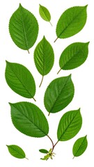 Fototapeta premium Green leaves on white background