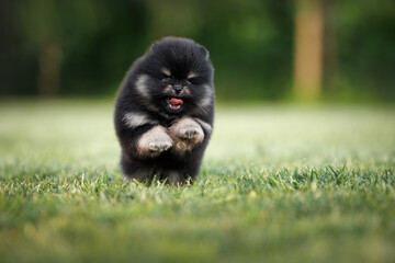 happy black and tan pomeranian spitz puppy running on grass