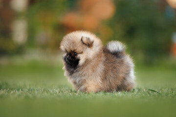 tiny pomeranian spitz puppy standing on grass