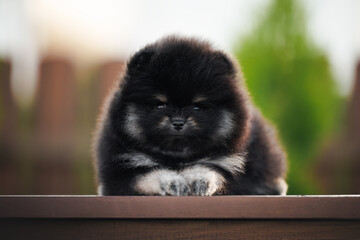black and tan pomeranian spitz puppy lying outdoors