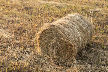 hay circles on the field during haymaking,rural landscape with hay bale