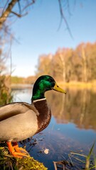 Fototapeta premium Mallard by a serene lake