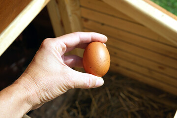 Fresh chicken eggs In hand from the farm