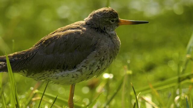 Close up of wading bird pied avocet moving around a meadow on a sunny spring morning