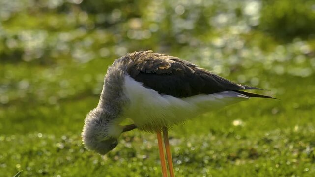 Close up of wading bird pied avocet moving around a meadow on a sunny spring morning