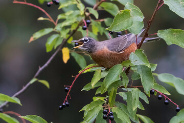 American Robin Gorging on Choke Cherry