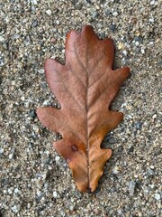 Close-up of a dry brown oak leaf lying on gravel, symbol of autumn, nature, and seasonal change.