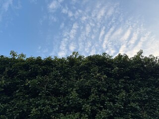 trees and sky