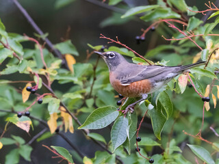 American Robin Gorging on Choke Cherry